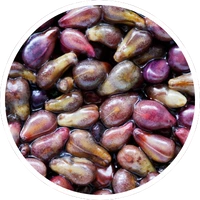 Grape Seed Extract ingredient in LipoFit formula