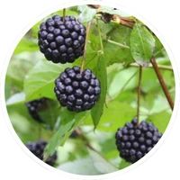 Eleuthero Root herbal ingredient in LipoFit